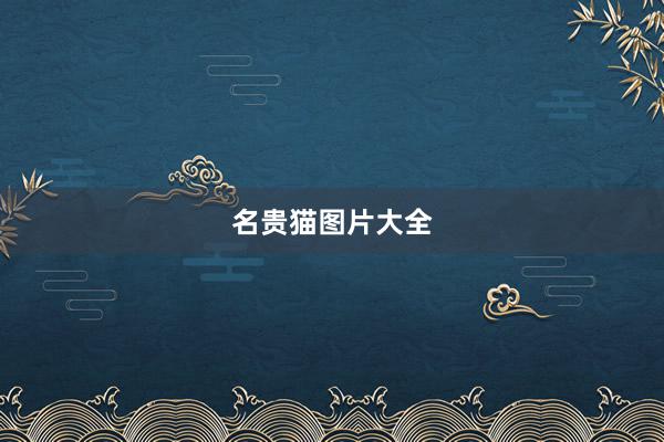 名贵猫图片大全